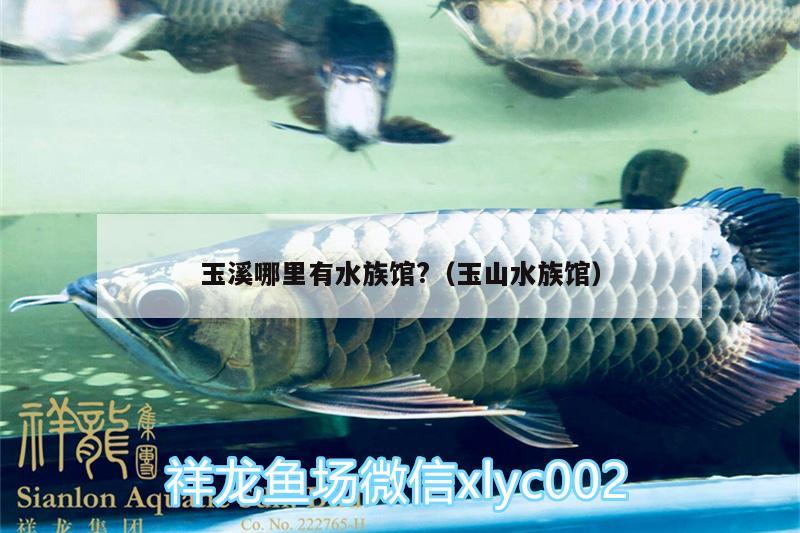 玉溪哪里有水族馆?（玉山水族馆） 斑马鸭嘴鱼苗