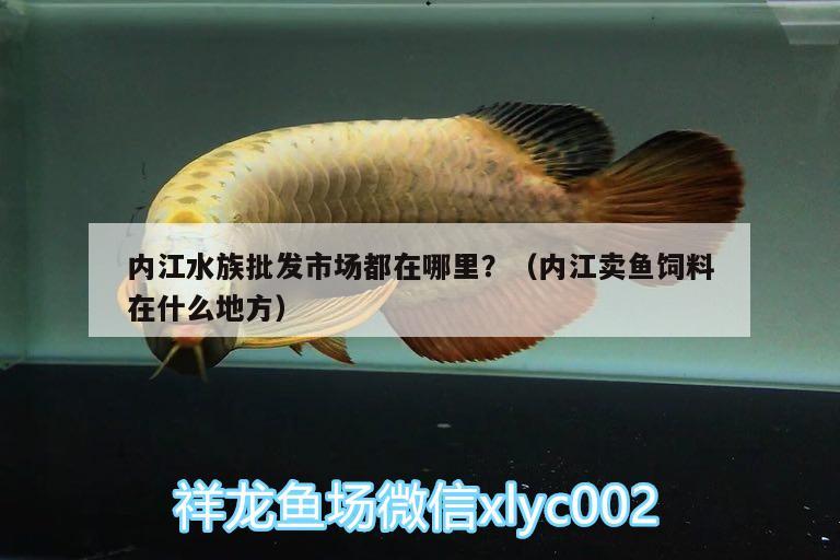 内江水族批发市场都在哪里？（内江卖鱼饲料在什么地方） 观赏鱼水族批发市场