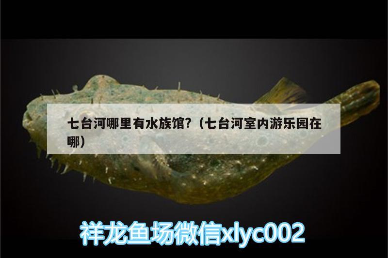 七台河哪里有水族馆?（七台河室内游乐园在哪） 泰国虎鱼