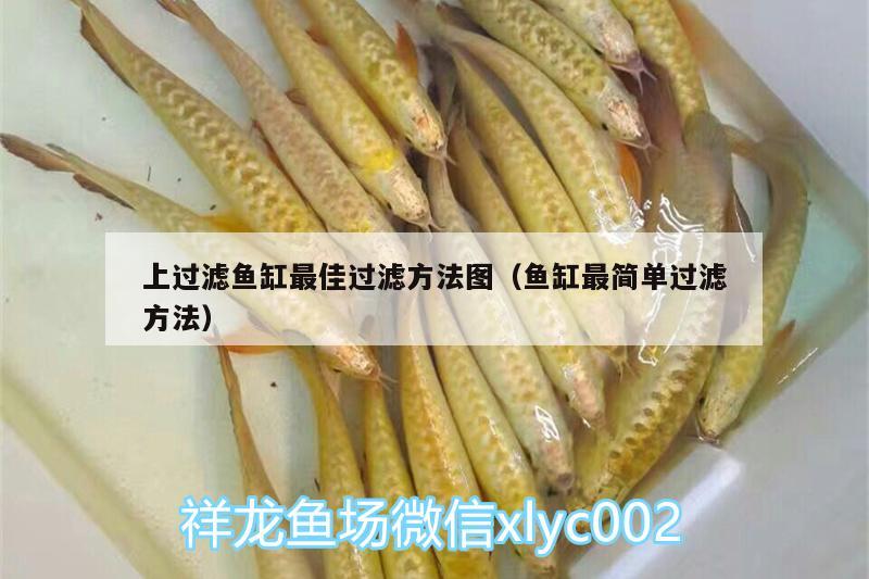 上过滤鱼缸最佳过滤方法图（鱼缸最简单过滤方法） 飞凤鱼