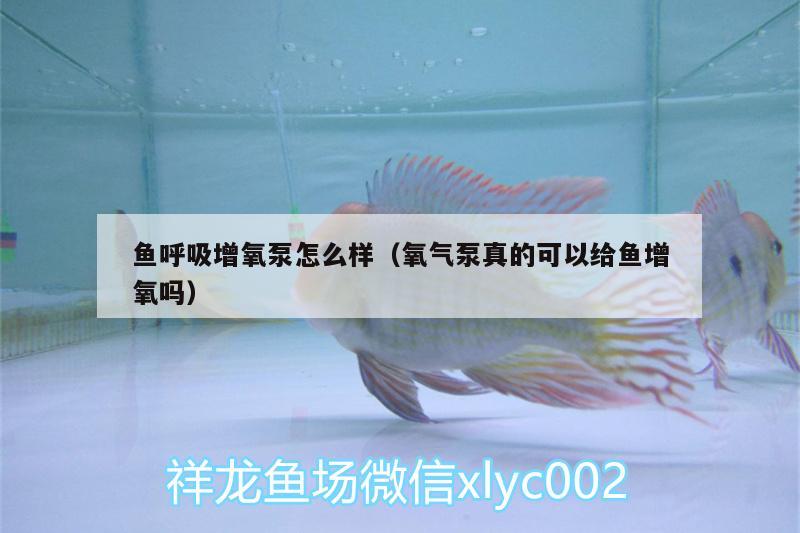 鱼呼吸增氧泵怎么样（氧气泵真的可以给鱼增氧吗） 朱巴利鱼苗