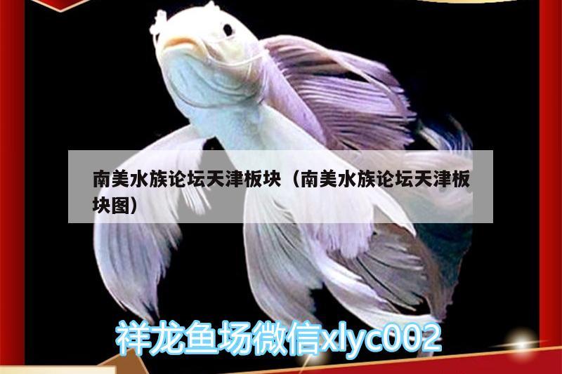 南美水族论坛天津板块（南美水族论坛天津板块图） 豹纹夫鱼苗