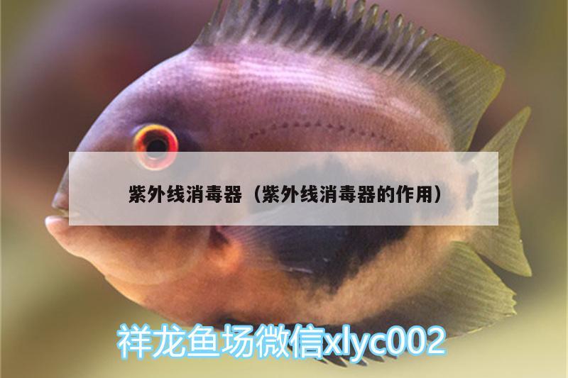 紫外线消毒器（紫外线消毒器的作用） 元宝凤凰鱼