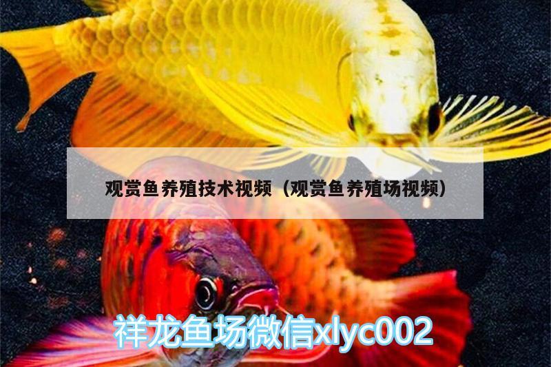 观赏鱼养殖技术视频（观赏鱼养殖场视频） 照明器材