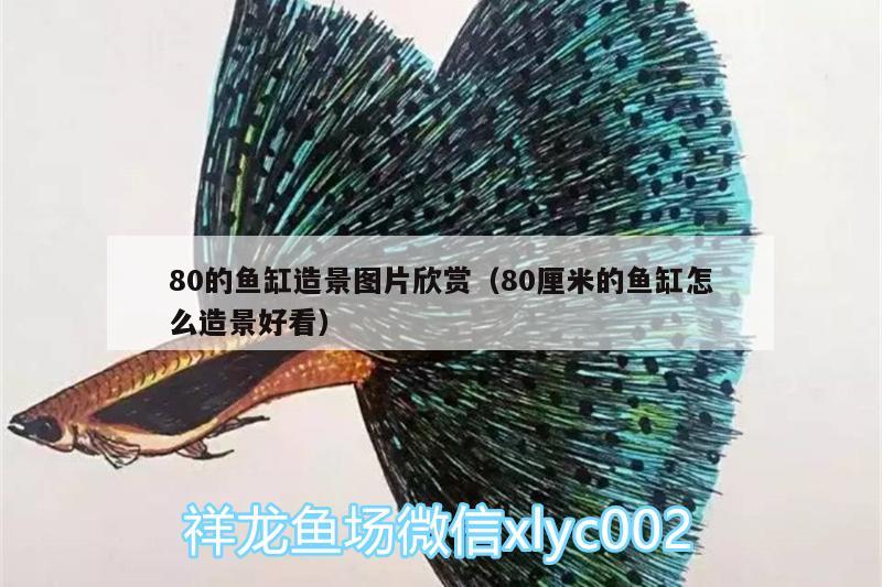 80的鱼缸造景图片欣赏（80厘米的鱼缸怎么造景好看） 新加坡号半红龙鱼（练手级红龙鱼）