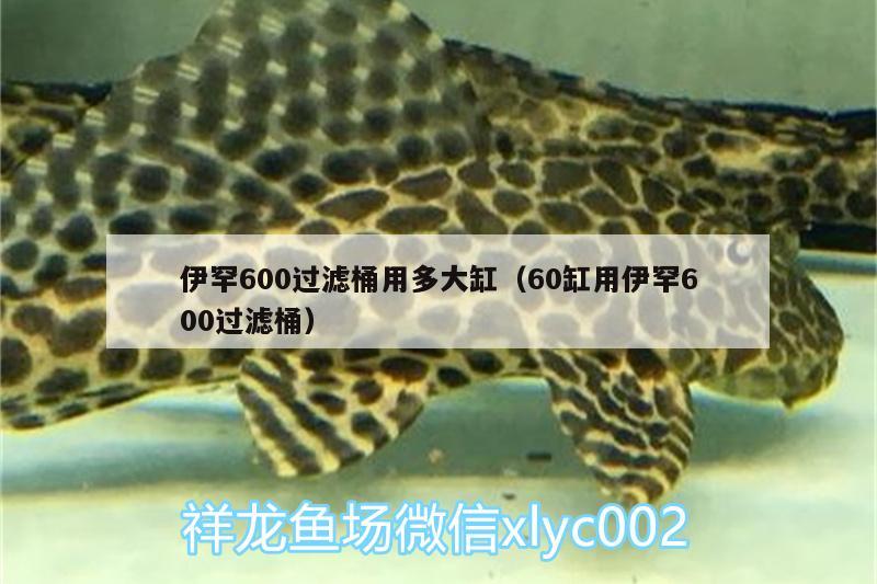 伊罕600过滤桶用多大缸（60缸用伊罕600过滤桶）