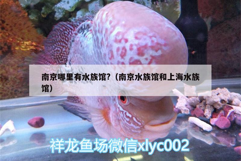 南京哪里有水族馆?（南京水族馆和上海水族馆） 养鱼的好处