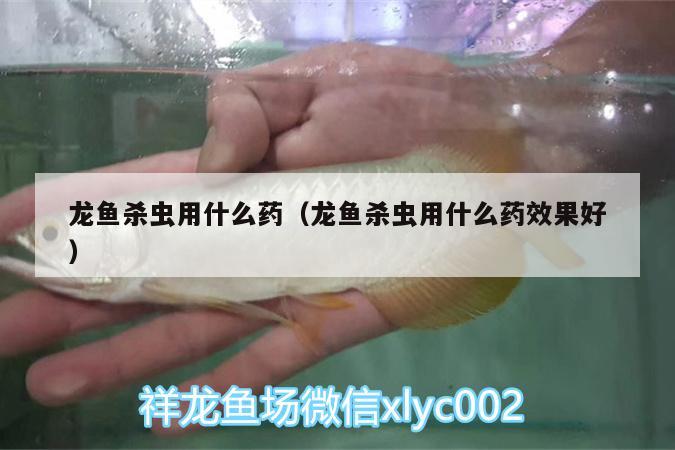 龙鱼杀虫用什么药（龙鱼杀虫用什么药效果好）