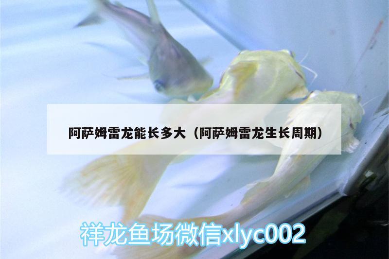 阿萨姆雷龙能长多大（阿萨姆雷龙生长周期） 水族品牌