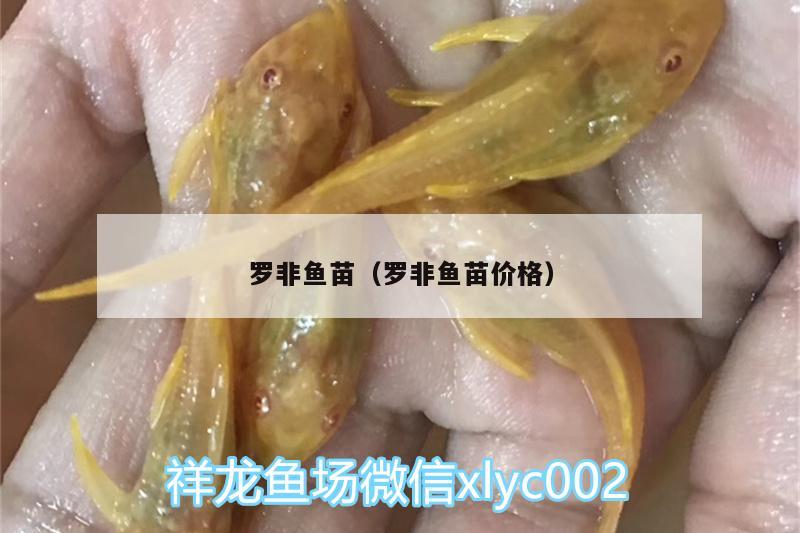 罗非鱼苗（罗非鱼苗价格） 红老虎鱼