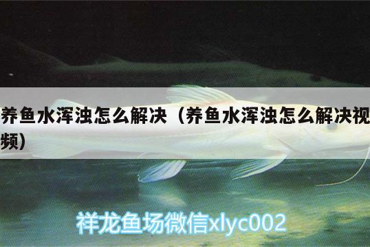 养鱼水浑浊怎么解决（养鱼水浑浊怎么解决视频）