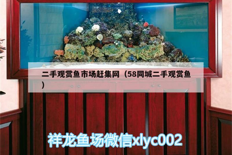 二手观赏鱼市场赶集网（58同城二手观赏鱼）