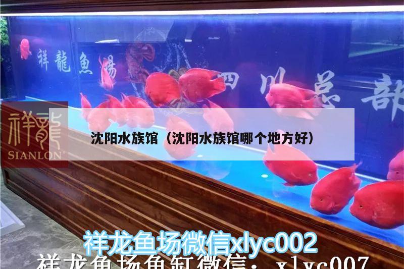 沈阳水族馆（沈阳水族馆哪个地方好） 龙鱼百科