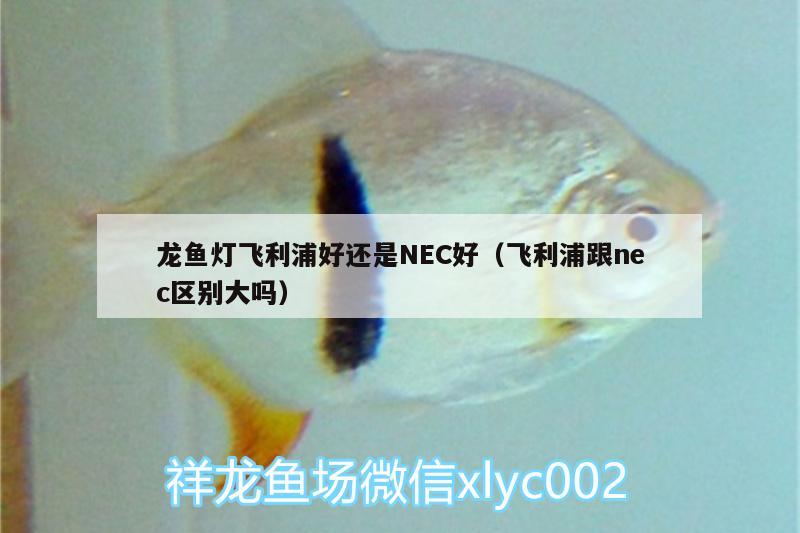 龙鱼灯飞利浦好还是NEC好（飞利浦跟nec区别大吗）