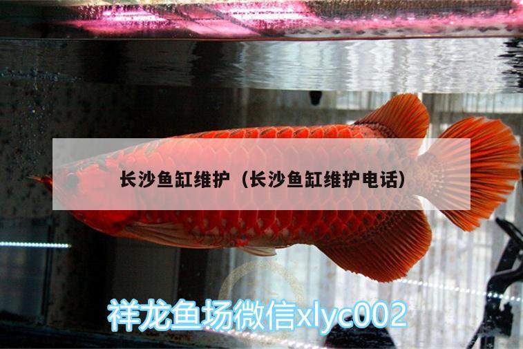 长沙鱼缸维护（长沙鱼缸维护电话） 观赏鱼水族批发市场