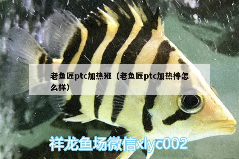 老鱼匠ptc加热班（老鱼匠ptc加热棒怎么样） 老鱼匠