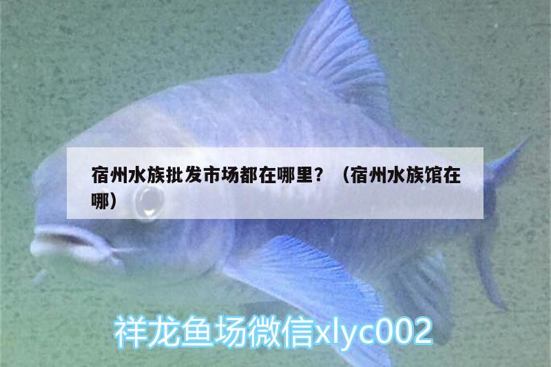 宿州水族批发市场都在哪里？（宿州水族馆在哪） 观赏鱼水族批发市场