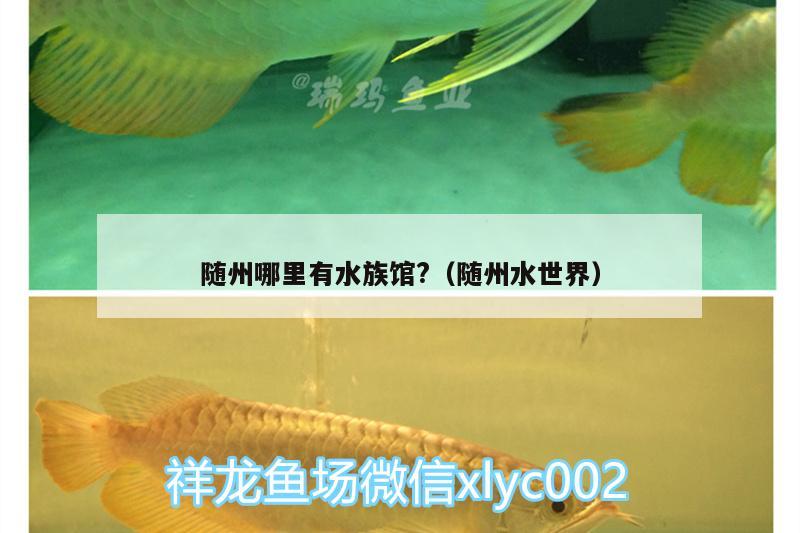 随州哪里有水族馆?（随州水世界） 飞凤鱼苗 第2张