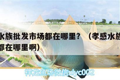 孝感水族批发市场都在哪里？（孝感水族批发市场都在哪里啊） 观赏鱼水族批发市场