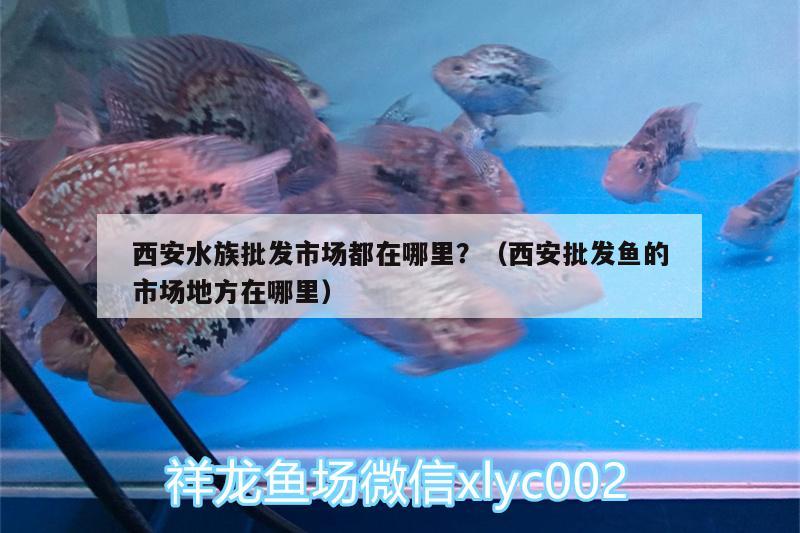 西安水族批发市场都在哪里？（西安批发鱼的市场地方在哪里）