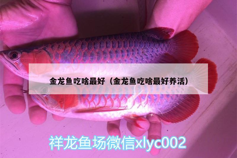 金龙鱼吃啥最好（金龙鱼吃啥最好养活） 水族灯（鱼缸灯）