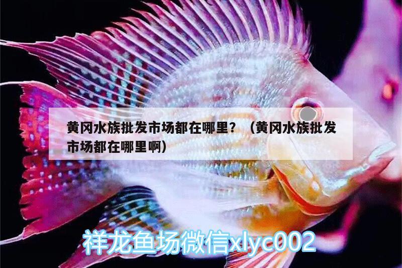 黄冈水族批发市场都在哪里？（黄冈水族批发市场都在哪里啊） 观赏鱼水族批发市场