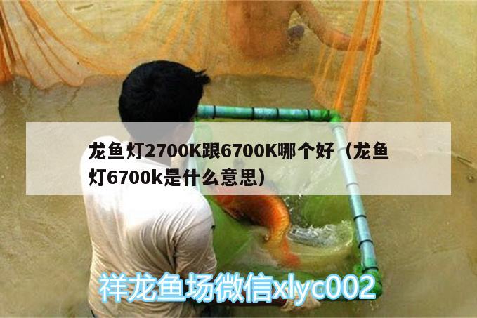 龙鱼灯2700K跟6700K哪个好（龙鱼灯6700k是什么意思） 虎纹银版鱼