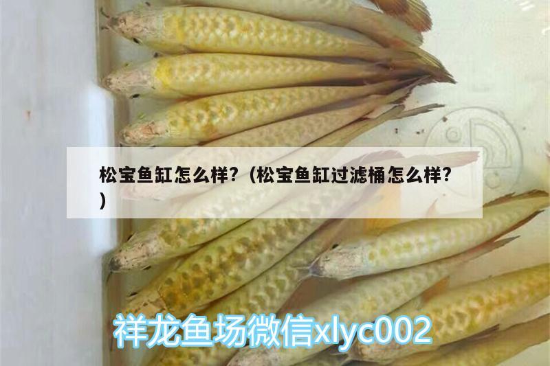 松宝鱼缸怎么样?（松宝鱼缸过滤桶怎么样?）