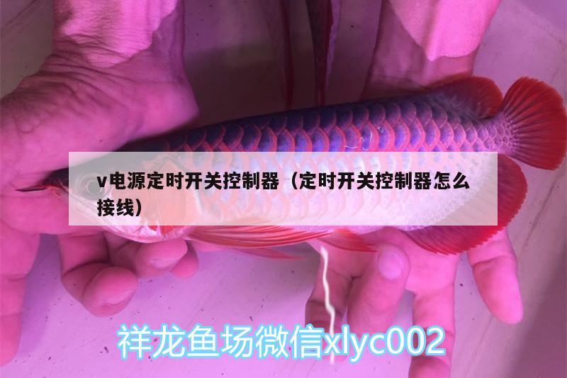 v电源定时开关控制器（定时开关控制器怎么接线） 观赏鱼企业目录