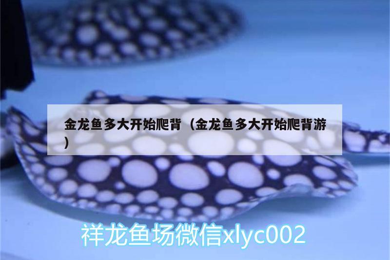 金龙鱼多大开始爬背（金龙鱼多大开始爬背游） 祥龙水族护理水 第2张