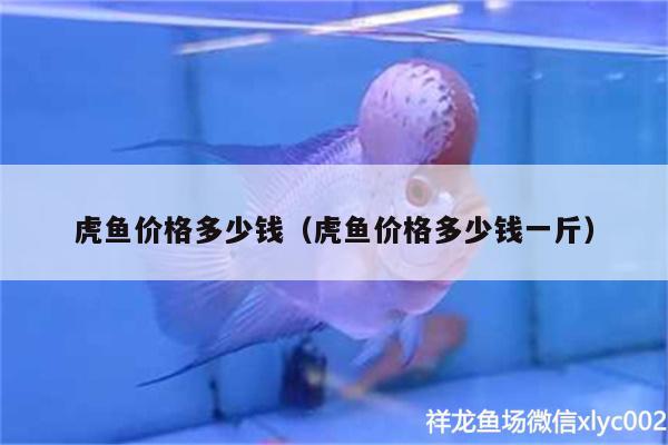 虎鱼价格多少钱（虎鱼价格多少钱一斤） 虎鱼百科 第3张