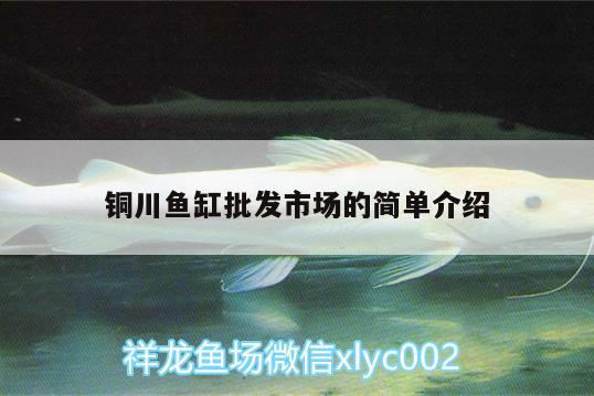 铜川鱼缸批发市场的简单介绍 银古鱼苗 第3张