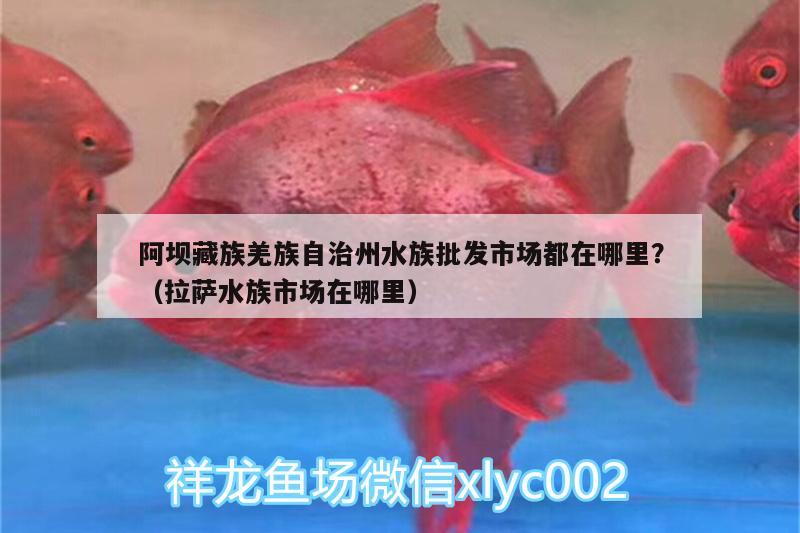 阿坝藏族羌族自治州水族批发市场都在哪里？（拉萨水族市场在哪里） 观赏鱼水族批发市场 第1张