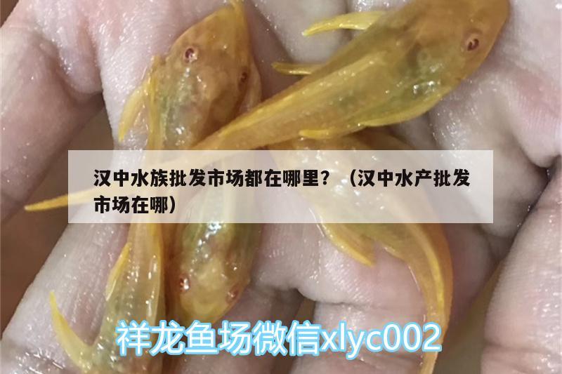 汉中水族批发市场都在哪里？（汉中水产批发市场在哪） 观赏鱼水族批发市场 第1张