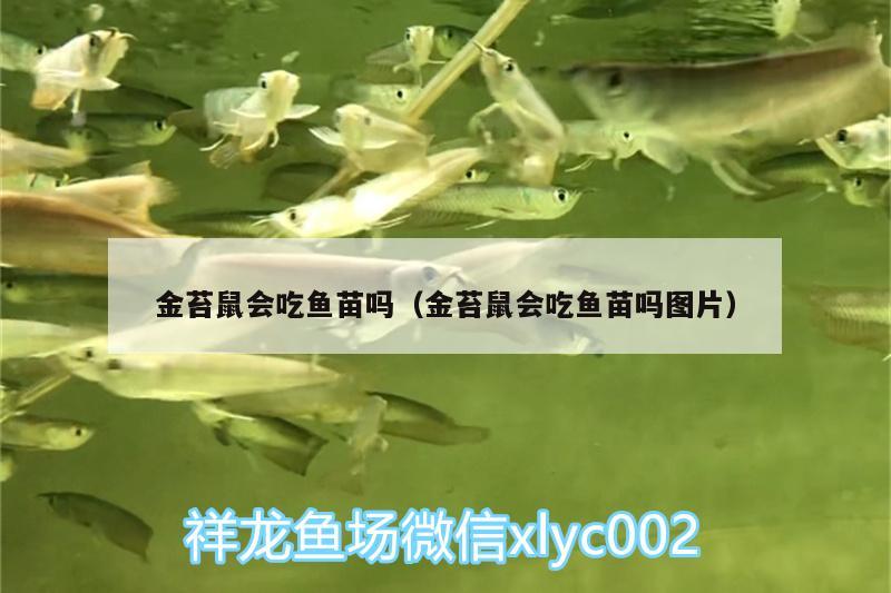 金苔鼠会吃鱼苗吗（金苔鼠会吃鱼苗吗图片） 黄金招财猫鱼 第1张