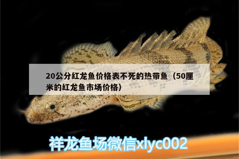 20公分红龙鱼价格表不死的热带鱼（50厘米的红龙鱼市场价格） 锦鲤池鱼池建设 第3张