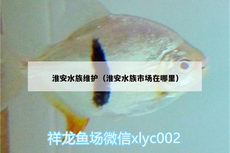 淮安水族维护（淮安水族市场在哪里） 广州水族批发市场 第3张