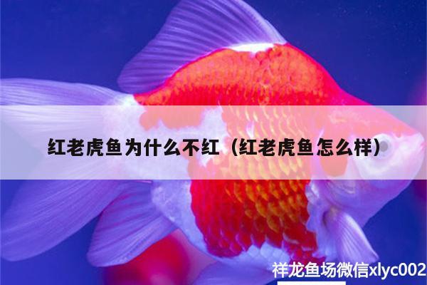 红老虎鱼为什么不红（红老虎鱼怎么样）