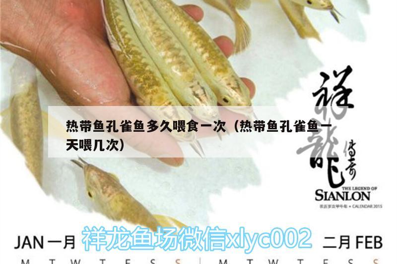 热带鱼孔雀鱼多久喂食一次（热带鱼孔雀鱼一天喂几次） 水族维护服务（上门） 第2张