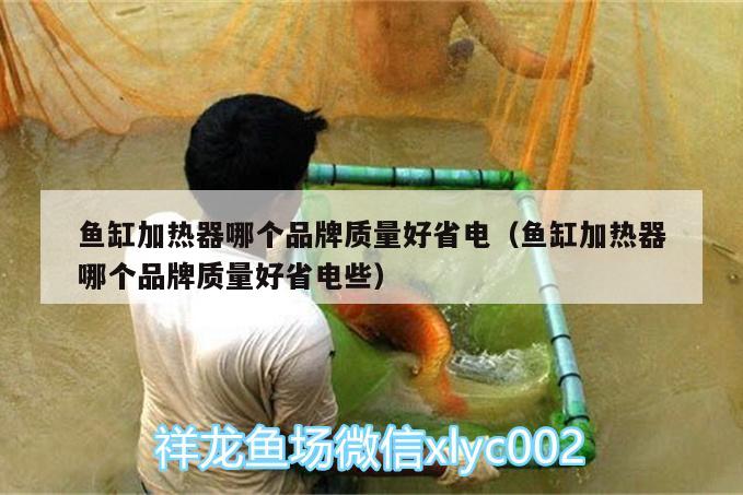 鱼缸加热器哪个品牌质量好省电（鱼缸加热器哪个品牌质量好省电些） 白子银龙鱼苗 第1张