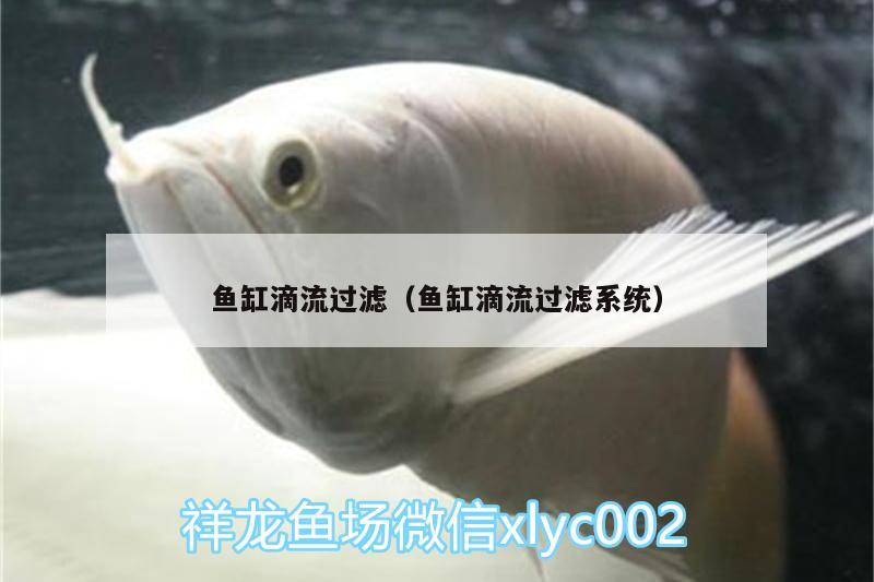 鱼缸滴流过滤（鱼缸滴流过滤系统） 黄金招财猫鱼 第2张