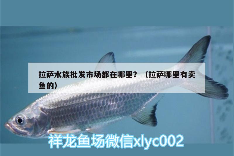 拉萨水族批发市场都在哪里？（拉萨哪里有卖鱼的）