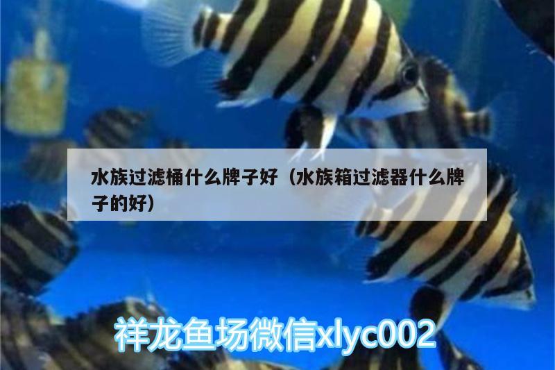 水族过滤桶什么牌子好（水族箱过滤器什么牌子的好）