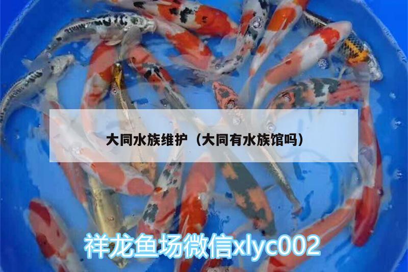 大同水族维护（大同有水族馆吗） 观赏龟/鳖饲料 第3张