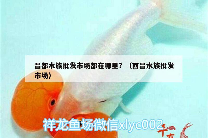 昌都水族批发市场都在哪里？（西昌水族批发市场） 观赏鱼水族批发市场 第1张