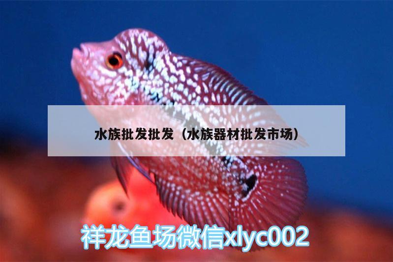 水族批发批发（水族器材批发市场） 野生地图鱼 第3张