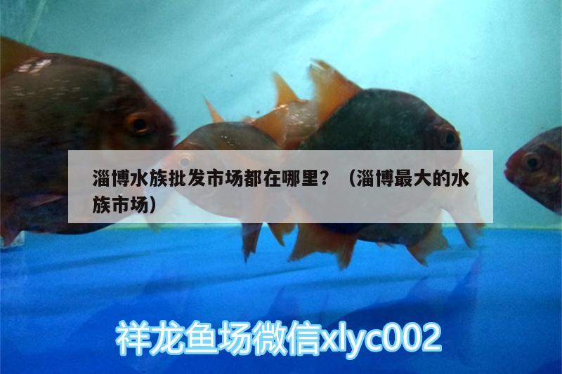 淄博水族批发市场都在哪里？（淄博最大的水族市场）