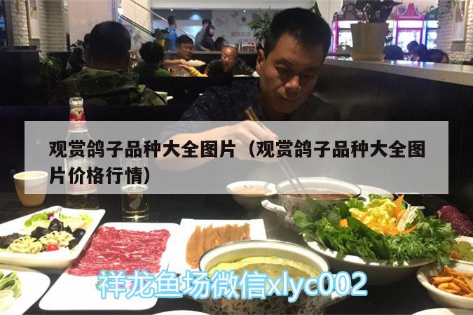 观赏鸽子品种大全图片（观赏鸽子品种大全图片价格行情）