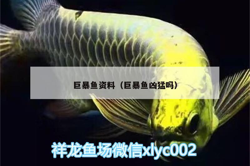 巨暴鱼资料（巨暴鱼凶猛吗） 水族维护服务（上门） 第2张