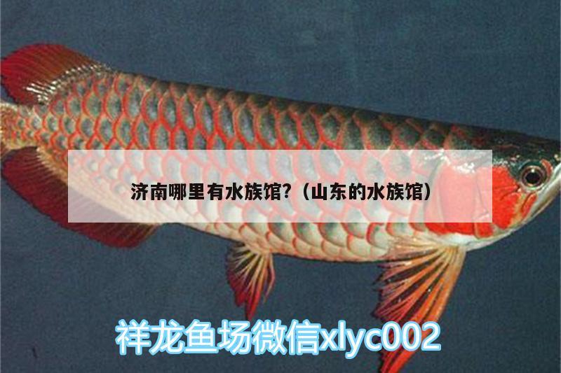 济南哪里有水族馆?（山东的水族馆） 过滤设备 第2张